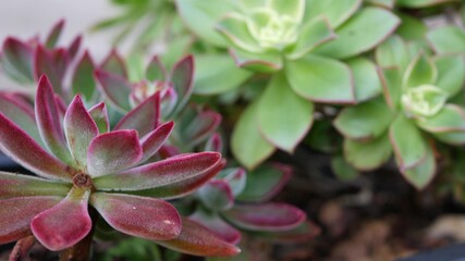 Succulent plants collection, gardening in California, USA. Home garden design, diversity of various botanical hen and chicks. Assorted mix of decorative ornamental echeveria houseplants, floriculture.