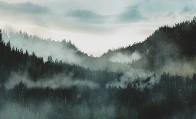 Forest hills covered in fog at sunrise