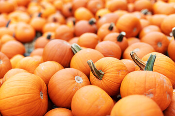 Halloween pumpkins background.