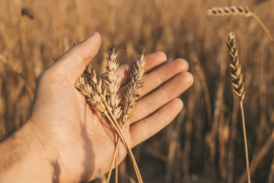 Wheat in the hands. Golden ears of wheat in a farmer's hand on a summer field during sunset. Agriculture, cereals and harvest concept.