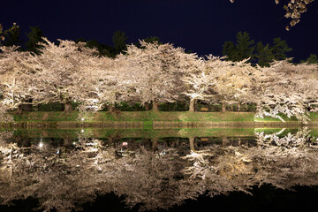 Night cherry blossoms that are lit up and shine on the surface of the water