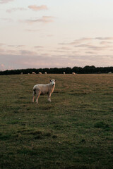 Fototapeta premium Sheep