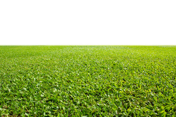 fresh green grass lawn isolated on white background