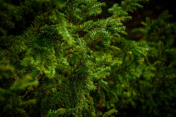 coniferous green bush growing in the park in summer