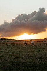 Sunset Sheep