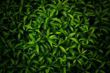 Fototapeta premium tropical leaves background, dark green nature foliage, abstract nature background