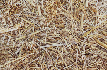 Hay in a bale in a sunny day close-up. Food product for farm animals, farming concept