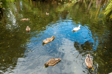 ニュージーランドのクライストチャーチの観光名所を旅行している風景 Scenes from a trip to the sights of Christchurch, New Zealand.