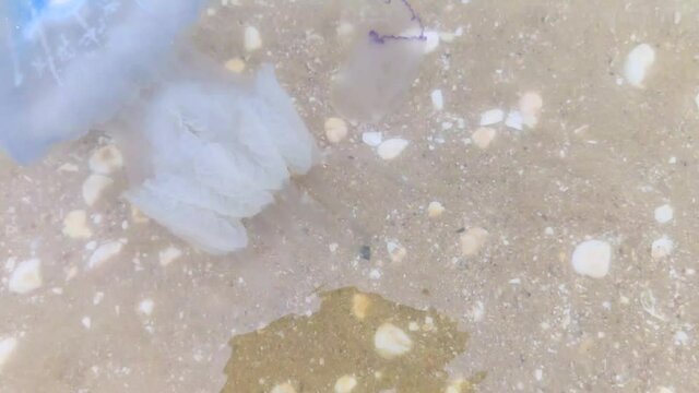 Close-up of cornerot and aurelia jellyfish on the sandy shore and in the water. Ecological catastrophe. Threat to humans. The invasion of jellyfish in the sea. Rhizostoma pulmo and Aurelia aurita 