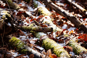 moss growing on broken sticks in the litter in the autumn forest