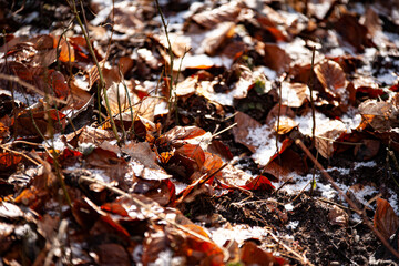 moss growing on broken sticks in the litter in the autumn forest