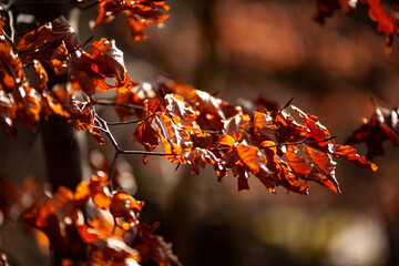 
brownish-golden leaves growing on the shrub in the forest in autumn