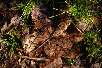 
autumn leaf in the mulch