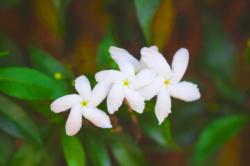 White jasmine blooming on green foliage top view in nature garden background