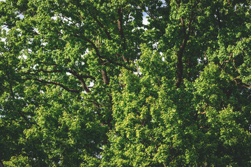 oak branches with green fresh leaves as background, dense growth, natural texture, Latvia