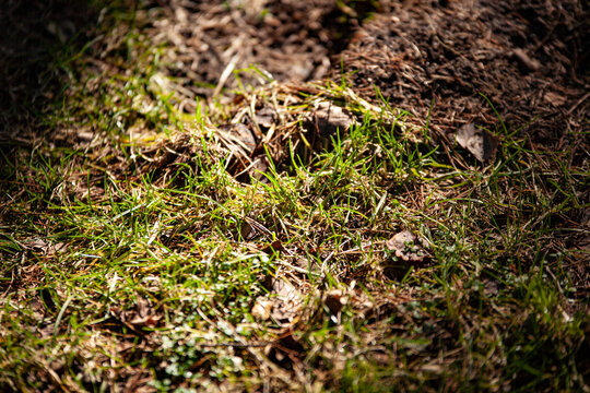 moss growing in the forest litter