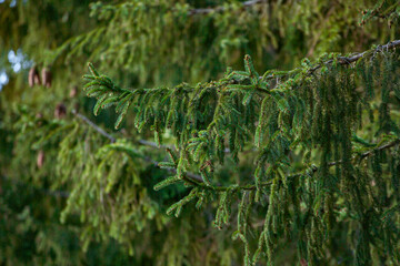 green coniferous branches in the summer forest © PIOTR JARCZYKOWSKI