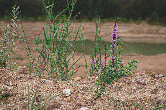 Lythrum salicaria - purple loosestrife or spiked loosestrife or purple lythrum growing in sand quarries. Blurred sand and pond in background