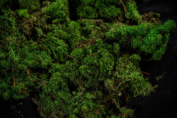 
dark green moss as a background for Easter