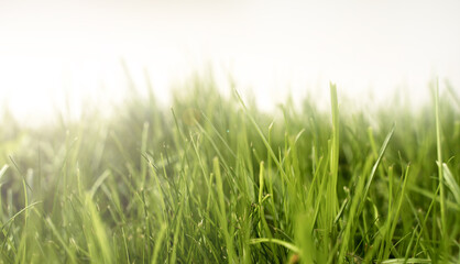 Fototapeta na wymiar Fresh green grass in bright morning sunshine. Close up with shallow depth of field.