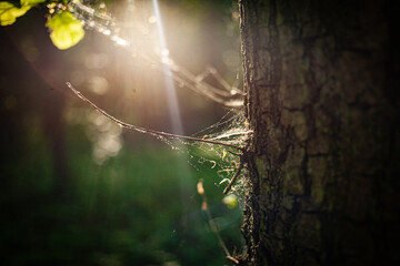 
morning sun breaking through the trees in the middle of the forest with bokeh lights