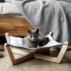 a gray Russian blue cat lies in a special hammock bed for cats