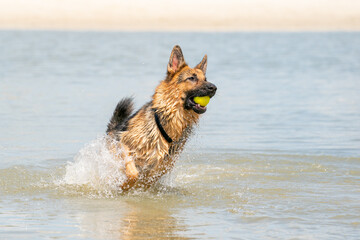 Young happy German Shepherd, playing in the water. The dog splashes runs and jumps happily in the lake. Yellow tennis ball in its mouth.