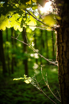 
morning sun breaking through the trees in the middle of the forest with bokeh lights