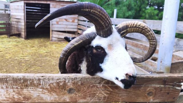 Close-up of sheep jacob, who looks into the frame and makes a baa sound at the end of the video. The sounds of other sheep are heard in the background. Contact farm. An animal with four horns.