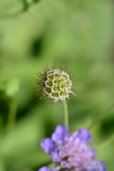 Japanese pincushion flower