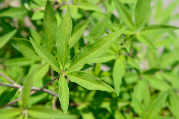 Chaste tree