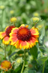 Obraz premium Great blanket flower