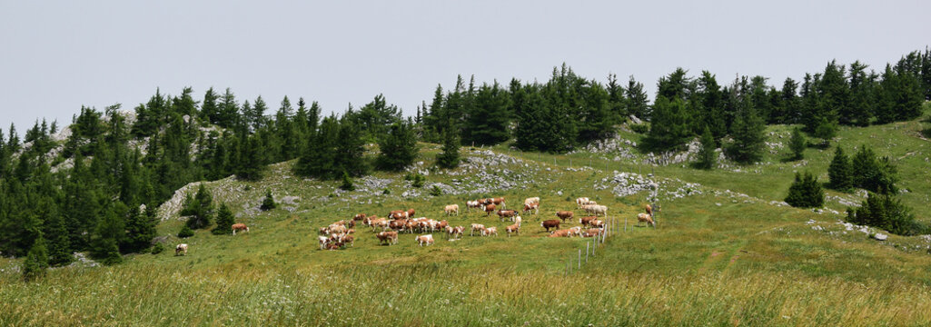 Herde von Kühen auf der Alm, an der Baumgrenze in den Alpen, Breitformat, Banner	
