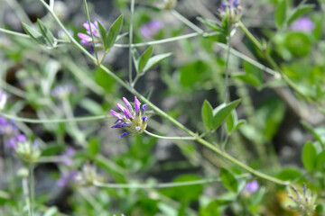 Bitumen trefoil