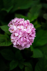 Eine lila verwelkte Hortensie und gr&uuml;ne Bl&auml;tter an einem Strauch. Herbst Hintergrund, Nahaufnahme.