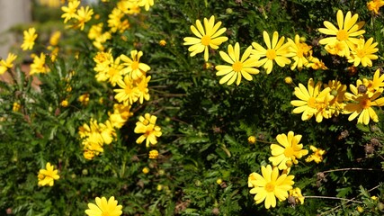 Yellow daisy flowers blossom, home gardening in California, USA. Natural botanical close up background. Euryops Pectinatus bloom in spring fresh garden. Springtime flora, Asteraceae bush in soft focus