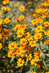 Narrowleaf zinnia