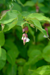 Obraz premium Himalayan honeysuckle