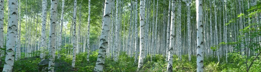 Fotobehang White Birch Forest in Summer, Panoramic View © 유엽 전