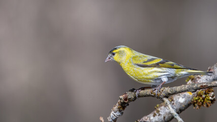 bird, natur, wild lebende tiere, gelb, tier, ast, wild, schnabel