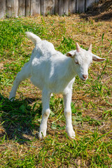 A small white goat stands on the green grass outside in summer