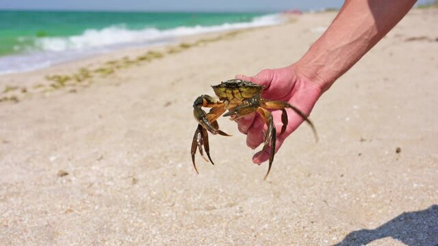 A huge dark live crab in a man's hand. Crab caught in the Black Sea.