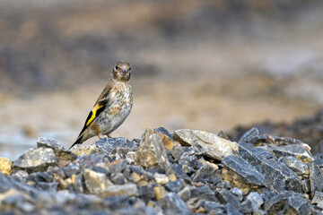 junger Stieglitz, Distelfink // young Goldfinch (Carduelis carduelis)