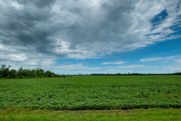 Farmland in southern Georgia, USA
