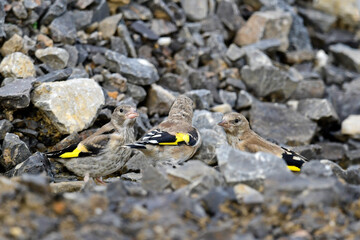 junge Stieglitze // young Goldfinches (Carduelis carduelis)