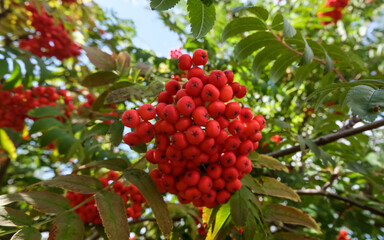 Rowan tree brunch with red ripe berries against the blue sky, autumn landscape image, floral background, selective focus
