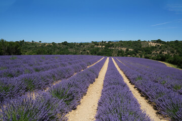 Naklejka na ściany i meble Sunlit panorama of French Provence blooming lavender field picturesque scenery with no people on a sunny summer day in the Alps mountains, summer vacation floral background