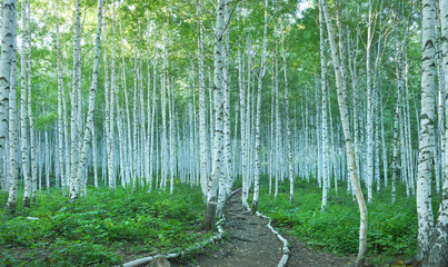 Fototapety  White Birch Forest in Summer