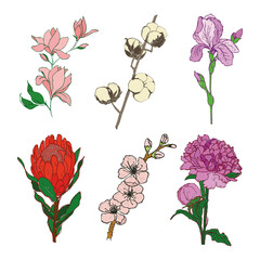 a set of hand drawn flowers. vector illustration isolated on a white background