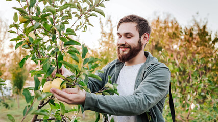 Young attractive farmer male worker crop picking apples in orchard garden in village during autumn harvest. Happy man works in garden, harvesting fold ripe apples portrait at sunset. Long web banner